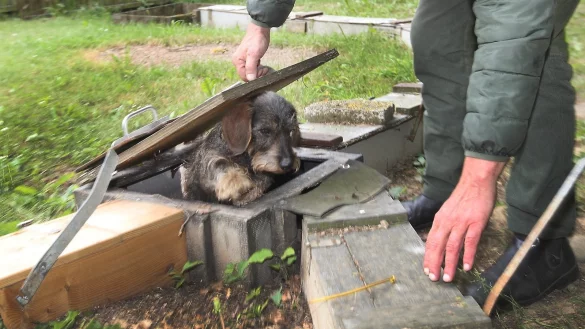 Der Dackel wird trainiert, den Fuchs im Bau aufzusp&uuml;ren, kommt aber nicht an ihn heran. - &copy; Vera Gerstendorf-Welle