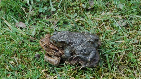 Ein Erdkr&ouml;ten-P&auml;rchen ist auf dem Weg zum Laichgew&auml;sser. - &copy; BUND Lemgo