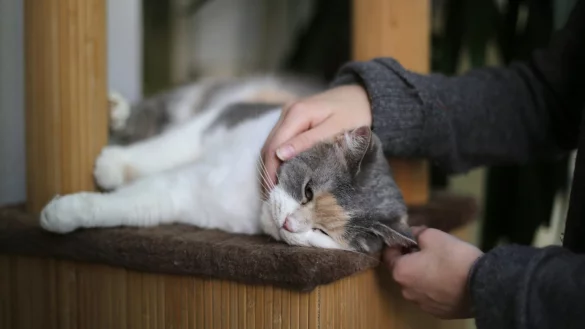 Katze mit Demenz - &copy; Foto: Ina Fassbender/dpa-tmn