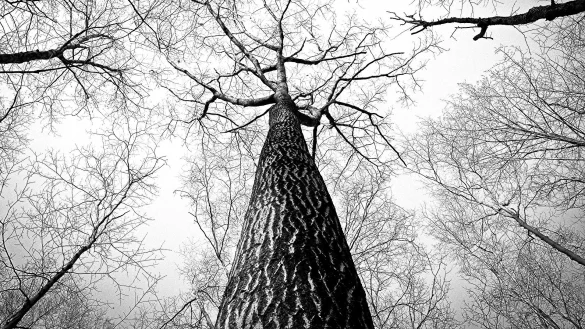 Derzeit ist es in Lippes W&auml;ldern noch gef&auml;hrlich - &copy; Symbolbild: Pixabay