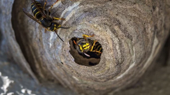 Besonders beliebt sind bei Wespen und Hornissen lockere Dachziegel oder andere Hohlr&auml;ume am Haus, wo sie ihre Nester bauen. AuchNistk&auml;sten, die eigentlich f&uuml;r V&ouml;gel aufgestellt sind, werden beschlagnahmt. - &copy; Symbolbild: Pixabay