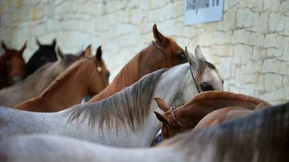 Pferde - &copy; Symbolfoto: Pixabay