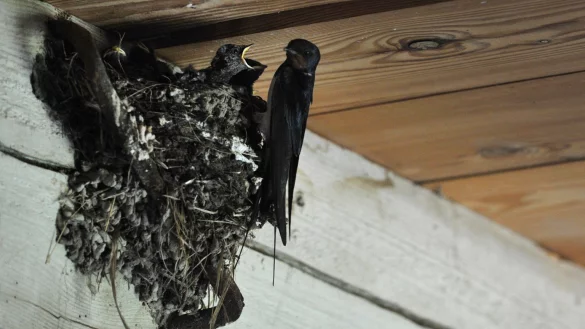Schwalbennest - &copy; Foto: Franziska Gabbert