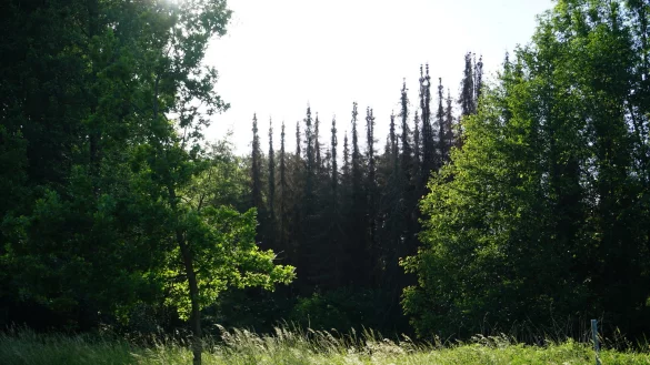 Fichtensterben in der Brinkmesche am Nordring. - &copy; Helmut Kr&uuml;ger
