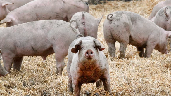 Freiland-Schweine - &copy; Foto: Roland Weihrauch/dpa