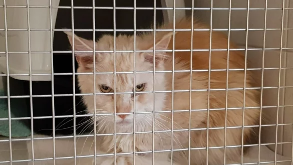 Notfall im Tierheim Eichenhof in Vlotho - &copy; Tierheim Eichenhof