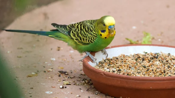 Vogelfutter - &copy; Foto: Andrea Warnecke/dpa-tmn