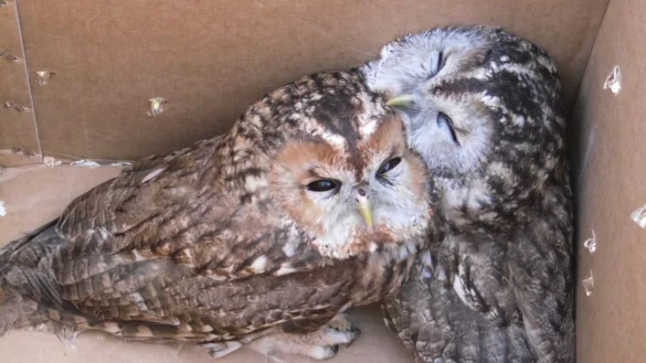 Im Karton: Die beiden Waldk&auml;uze vor dem Auswildern. - &copy; Peter Franzeck