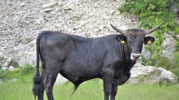 Auftrieb: Die beiden Auerrinder werden zun&auml;chst vier bis sechs Wochen auf dem Gel&auml;nde des vom Naturschutzbund Oerlinghausen zur Verf&uuml;gung gestellten Areals am Steinbruch am Barkhauser Berg weiden, ehe sie in das Naturschutzgro&szlig;projekt wechseln. - &copy; Karin Prignitz
