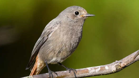 Gartenvogel - &copy; Foto: Patrick Pleul