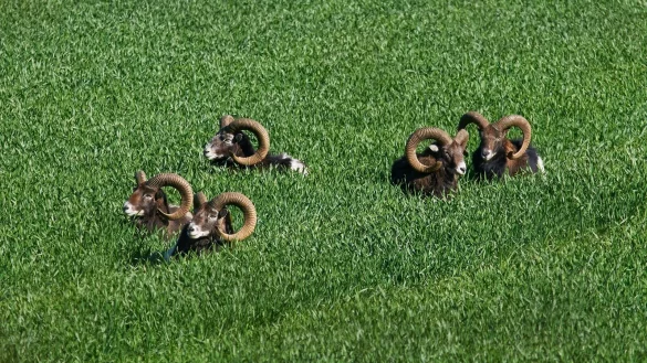 Die Mufflon-Herde lebt seit mehr als 50 Jahren im Teutoburger Wald. - &copy; Ludger B&uuml;skens