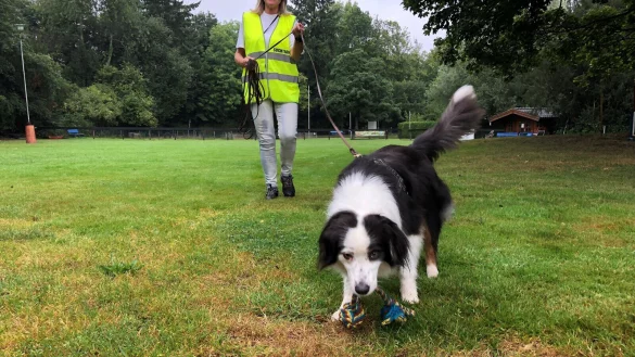 Ingrid Begemann trainiert mit der Mini-Australien-Sheperd-H&uuml;ndin &bdquo;Koda" auf dem &Uuml;bungsgel&auml;nde des Vereins &bdquo;Partner Hund" an der B 239. - &copy; Sven Kienscherf