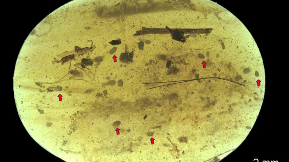 &Auml;lteste Spermien der Welt entdeckt - &copy; Foto: He Wang & Xiangdong Zhao/LMU/dpa