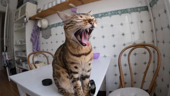Katze mit ge&ouml;ffnetem Maul - &copy; Foto: Axel Heimken