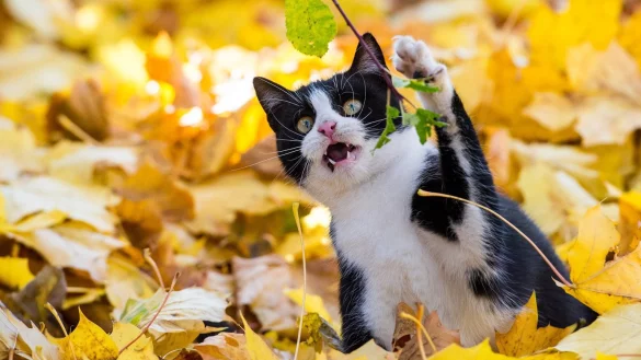 Katze im Laub - &copy; Foto: Patrick Pleul/dpa-Zentralbild