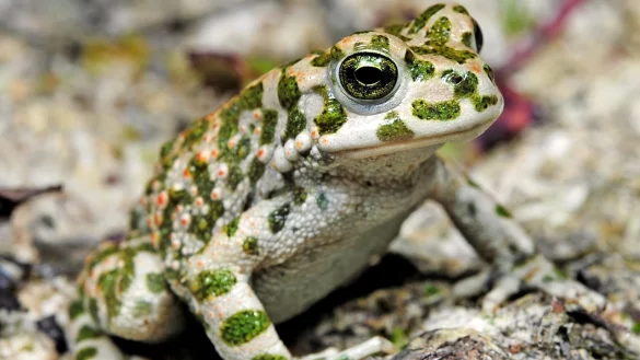 Wechselkr&ouml;te - &copy; Foto: Benny Trapp/DGHT/dpa