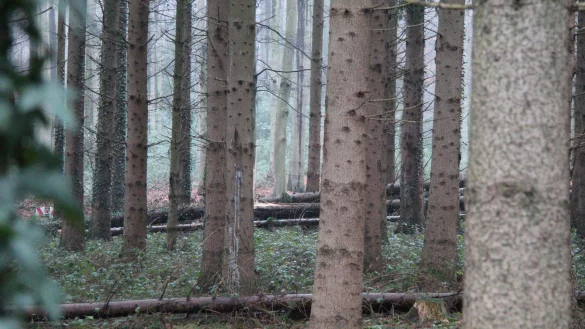 Ein Blick in das W&auml;ldchen zwischen Papenhausen und Br&uuml;ntorf. - &copy; Till Brand