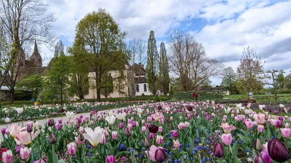 Der Remtergarten am Schloss Corvey gleicht derzeit einem Tulpenmeer. - &copy; Huxarium-Gartenpark H&ouml;xter