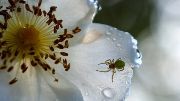 Bad Salzufler können eine Staudenpaket kostenlos bei der Stadt anfordern. - © Pixabay