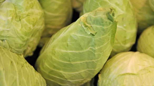 Spitzkraut - &copy; Foto: Marc M&uuml;ller