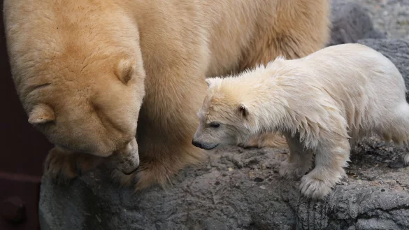 Zoo Hannover - &copy; Foto: Peter Steffen/dpa