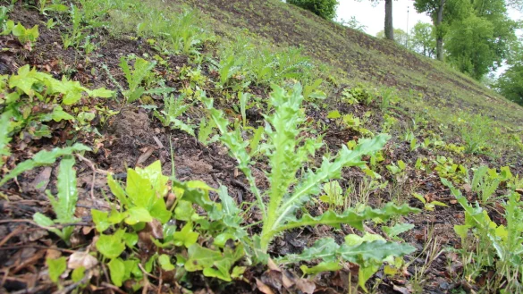 Unkraut statt Efeu im Blomberger Nelkenpark - &copy; Seda Hagemann