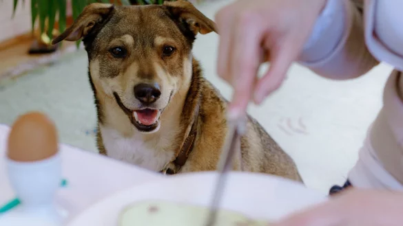 Hund am Esstisch - &copy; Foto: Markus Scholz