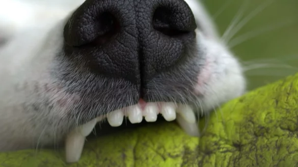 An der Jöllenbecker Straße zeigte ein Hundehalter wenig Haltung. Erst beleidigte er einen Autofahrer, dann ließ er seinen Hund zubeißen. Der hier symbolhaft gezeigte Hund ist dem gesuchten Hund nicht ähnlich. - © Symbolfoto: Pixabay Creative Commons