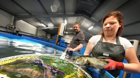 Christina Schulte-D&ouml;inghaus zeigt einen Zander, der in K&uuml;rze genug Gewicht zugelegt hat, um in den Verkauf zu gehen. Der Edelfisch gilt als schmackhaft, wird vor allem wegen seines festen Fleisches gesch&auml;tzt. - &copy; Andreas Fr&uuml;cht