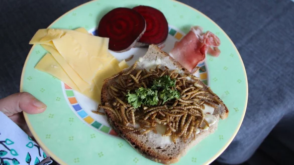 Mehlw&uuml;rmer k&ouml;nnten die ersten Insekten sein, die als Lebensmittel zugelassen werden. Aber diese Brotauflage kommt ganz woanders hin &ndash; ins Vogelh&auml;uschen. Das Drumherum auf dem Teller mundet der Fotografin sehr viel besser. - &copy; Astrid Sewing