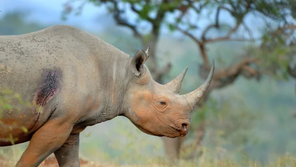 - &copy; Dale R. Morris/Victoria University/dpa