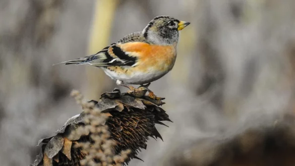 Ein einzelner Bergfink - in Lippe waren jüngst Hunderttausende davon zu sehen. Hunderttausende! - © Pixabay