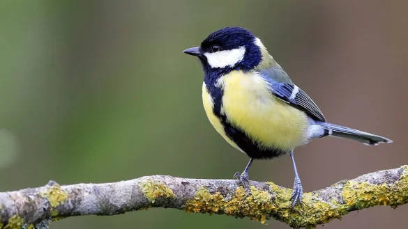 Die Kohlmeise gibt es fast überall – die meisten Gartenbesitzer haben sie bei der "Stunde der Wintervögel" gesichtet. - © Pixabay