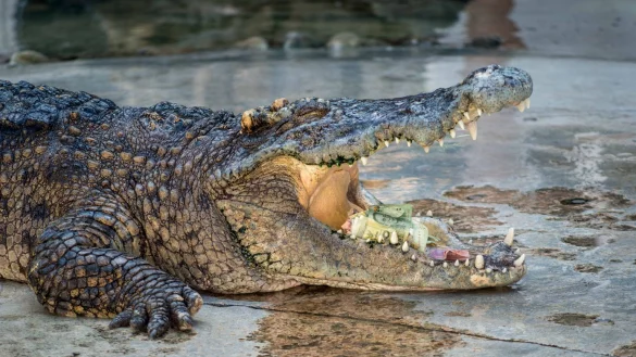 Krokodil - &copy; Foto: Ian R. Knight