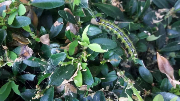 Kahlfra&szlig; im Garten - &copy; Foto: Gerlinde Mayer/dpa-tmn