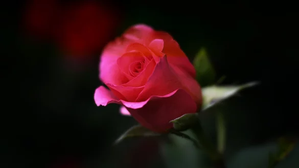 "Willst du diese Rose annehmen?" - Hierzulande wird beim "Bachelor" die gro&szlig;e Liebe gesucht. "UnREAL" blickt hinter die Kulissen einer solchen Datingshow... - &copy; Symbolfoto: Pixabay