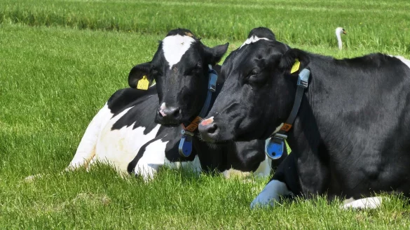 Ihr kleines und gro&szlig;es Gesch&auml;ft machen K&uuml;he gerne dort, wo sie gerade sind. - &copy; Pixabay