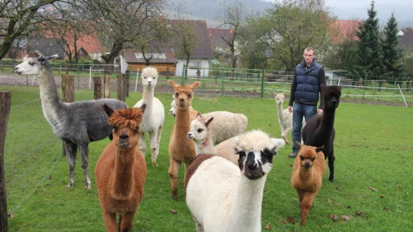 David Loke hat mittlerweile zehn Alpakas und im kommenden Jahr kommt noch weiterer Zuwachs. - &copy; Iris Liebig