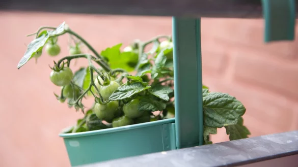 Tomatenpflanze - &copy; Foto: Andrea Warnecke/dpa-tmn