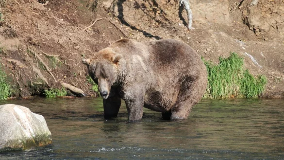 &laquo;Fat Bear&raquo;-Wahlen in Alaska - &copy; Foto: -/Katmai Nationalpark /dpa