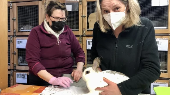 Tierheim-Mitarbeiterin Susanne Steegers (links) und Noemi Heiligenst&auml;dt k&uuml;mmern sich um Kaninchen Bowie, das mit einem Abszess im Bauch zu k&auml;mpfen hat. - &copy; Sven Kienscherf