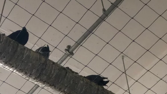 Neu eingezogen: Mit Netzen wie diesem sollen die Tauben eigentlich aus dem Parkhaus ferngehalten werden. - &copy; Leserfoto: Melanie Schulz