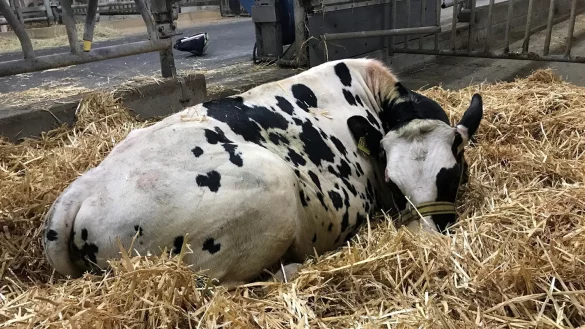 Kalb &laquo;Udo&raquo; - &copy; Foto: -/Feuerwehr Braunschweig /dpa