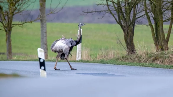 Nandu - &copy; Foto: Jens B&uuml;ttner/dpa-Zentralbild/dpa