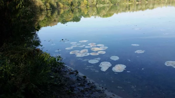 Krietfeldsee - &copy; Lippischer Fischereiverein