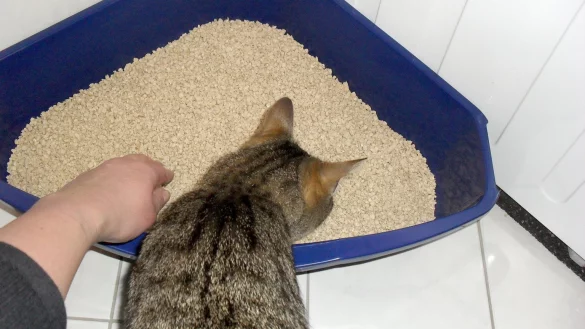 Katzenklo s&auml;ubern - &copy; Foto: Ira Kugel/dpa