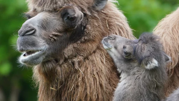 Kamel-Nachwuchs - &copy; Foto: Marcus Brandt/dpa