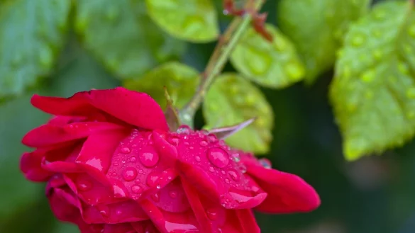 Sommer - Rose - &copy; Foto: Patrick Pleul/dpa