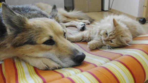 Hund und Katze - &copy; Foto: Silke Heyer/dpa-tmn/Archiv