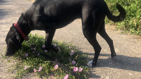 Der beste Schutz vor Giftk&ouml;dern ist, seinen Hund immer im Blick zu haben. Aber auch Spezialtrainings k&ouml;nnen den Vierbeiner davon abbringen, alles zu fressen.&nbsp; - &copy; Silke Buhrmester